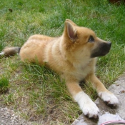 Photo de Chien de berger islandais