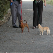 Photo de Chihuahua  poil long