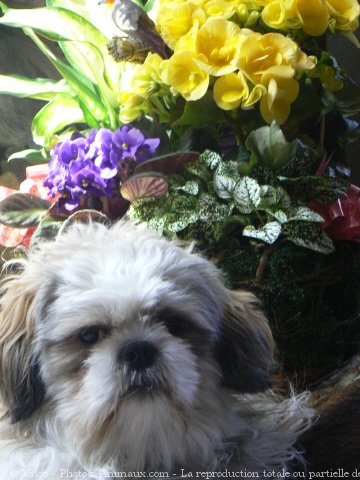 Photo de Shih tzu