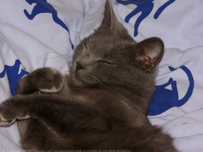 Photo de Chartreux