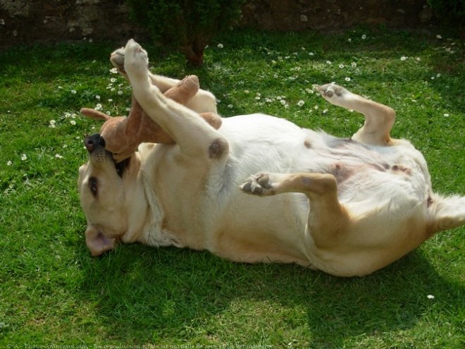 Photo de Labrador retriever