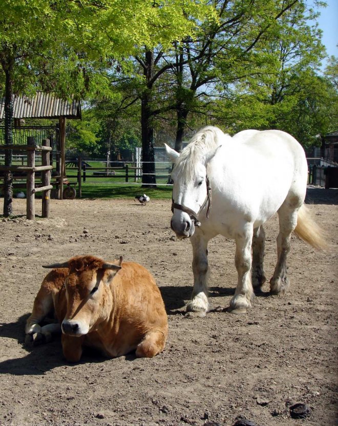 Photo de Races diffrentes