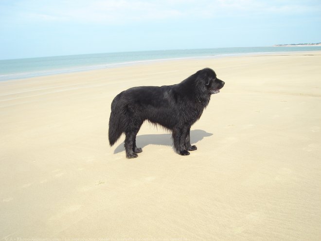 Photo de Chien de terre-neuve