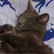 Photo de Chartreux