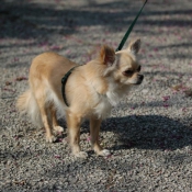 Photo de Chihuahua  poil long