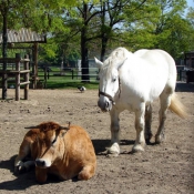 Photo de Races diffrentes