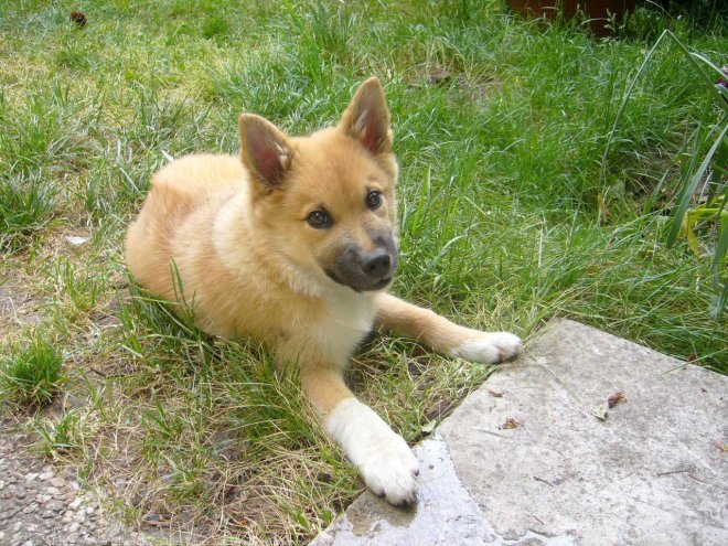 Photo de Chien de berger islandais