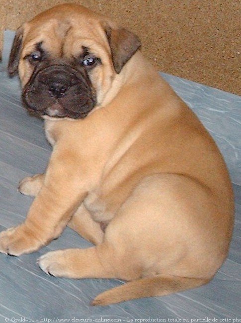 Photo de Bullmastiff