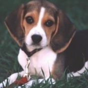 Photo de Beagle