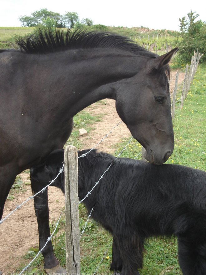 Photo de Chien de terre-neuve