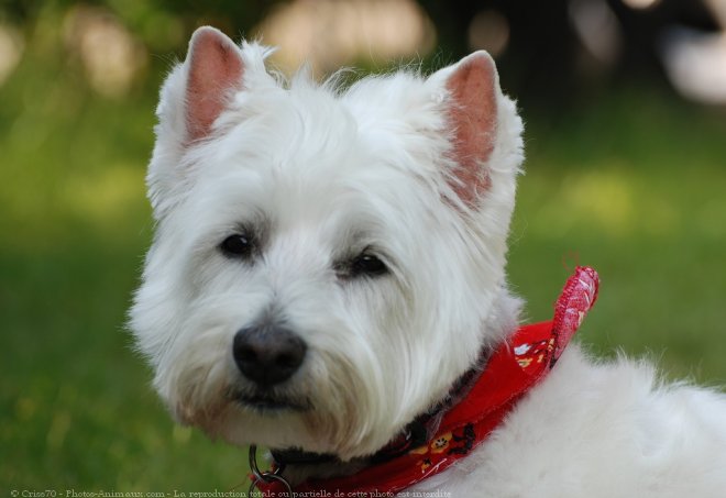 Photo de West highland white terrier