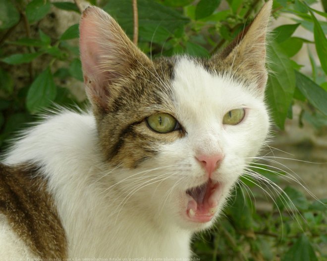 Photo de Chat domestique