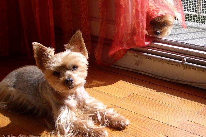 Photo de Yorkshire terrier