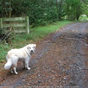 Photo de Border collie