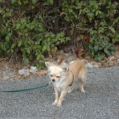 Photo de Chihuahua  poil court