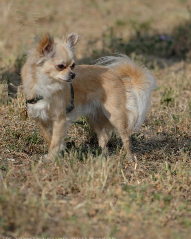 Photo de Chihuahua  poil long