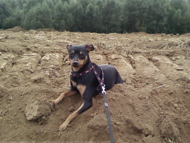 Photo de Pinscher allemand