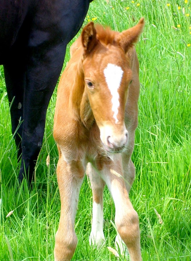 Photo de Trotteur franais