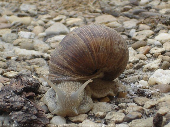 Photo d'Escargot