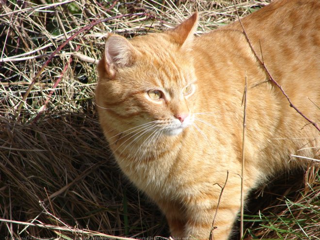 Photo de Chat domestique