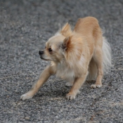 Photo de Chihuahua  poil long