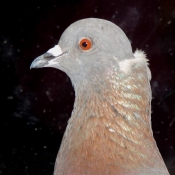 Photo de Pigeon