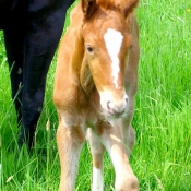 Photo de Trotteur franais