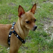 Photo de Pinscher nain