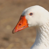 Photo d'Oie blanche