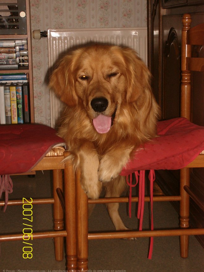 Photo de Golden retriever