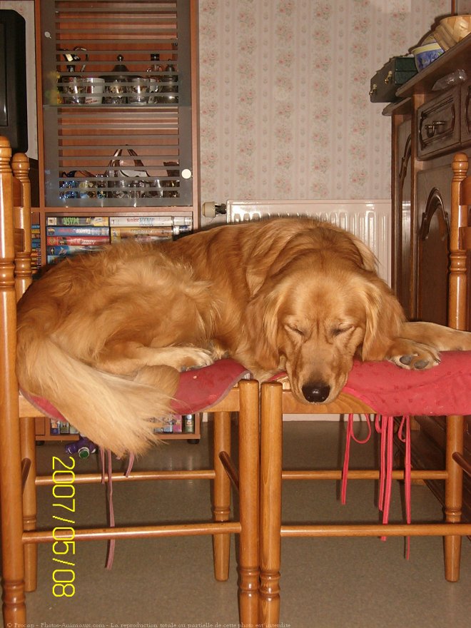 Photo de Golden retriever