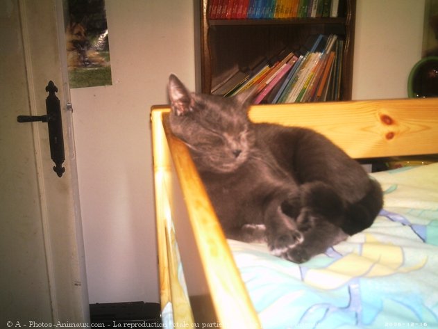 Photo de Chartreux