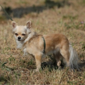 Photo de Chihuahua  poil long