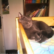 Photo de Chartreux