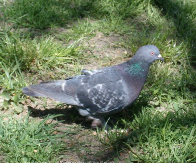 Photo de Pigeon