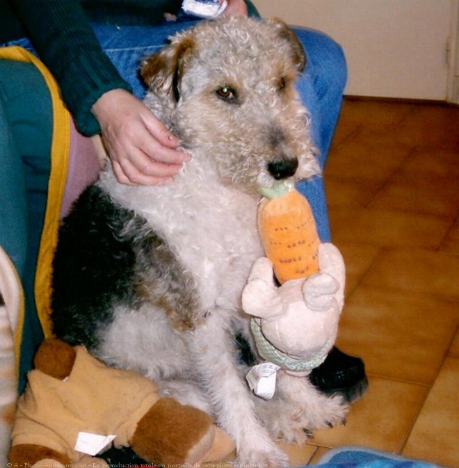 Photo de Fox terrier  poil dur