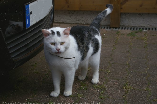 Photo de Chat domestique