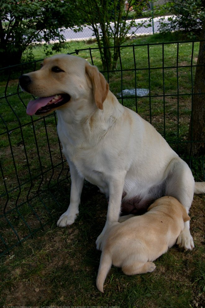 Photo de Labrador retriever