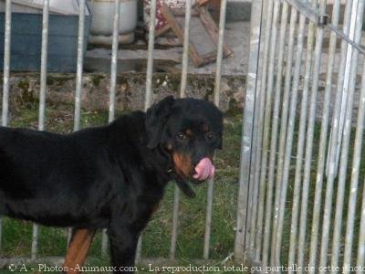 Photo de Rottweiler