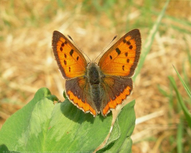 Photo de Papillon