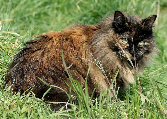 Photo de Chat domestique