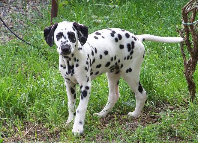 Photo de Dalmatien