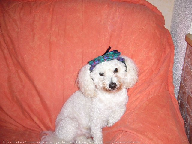 Photo de Bichon  poil fris