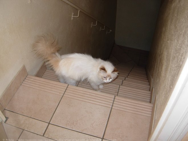 Photo de Ragdoll