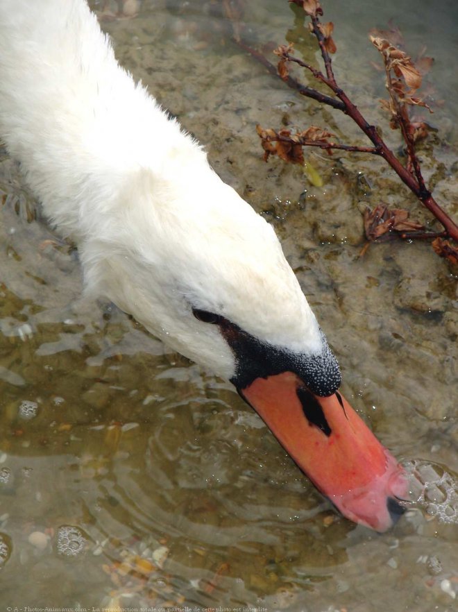 Photo de Cygne