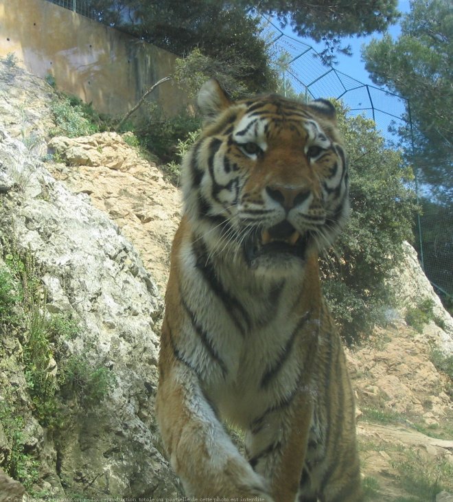 Photo de Tigre