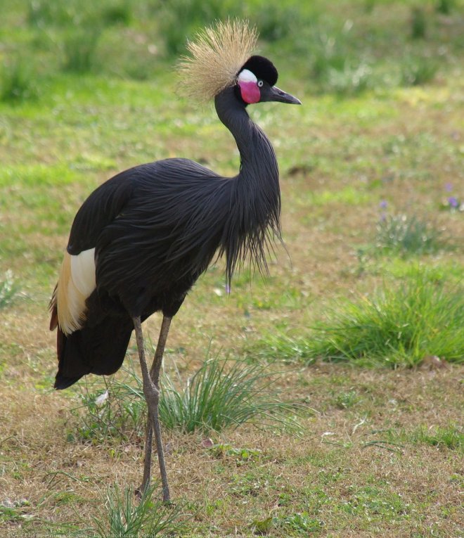 Photo de Grue couronne