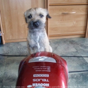 Photo de Border terrier