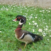 Photo de Canard