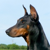 Photo de Dobermann